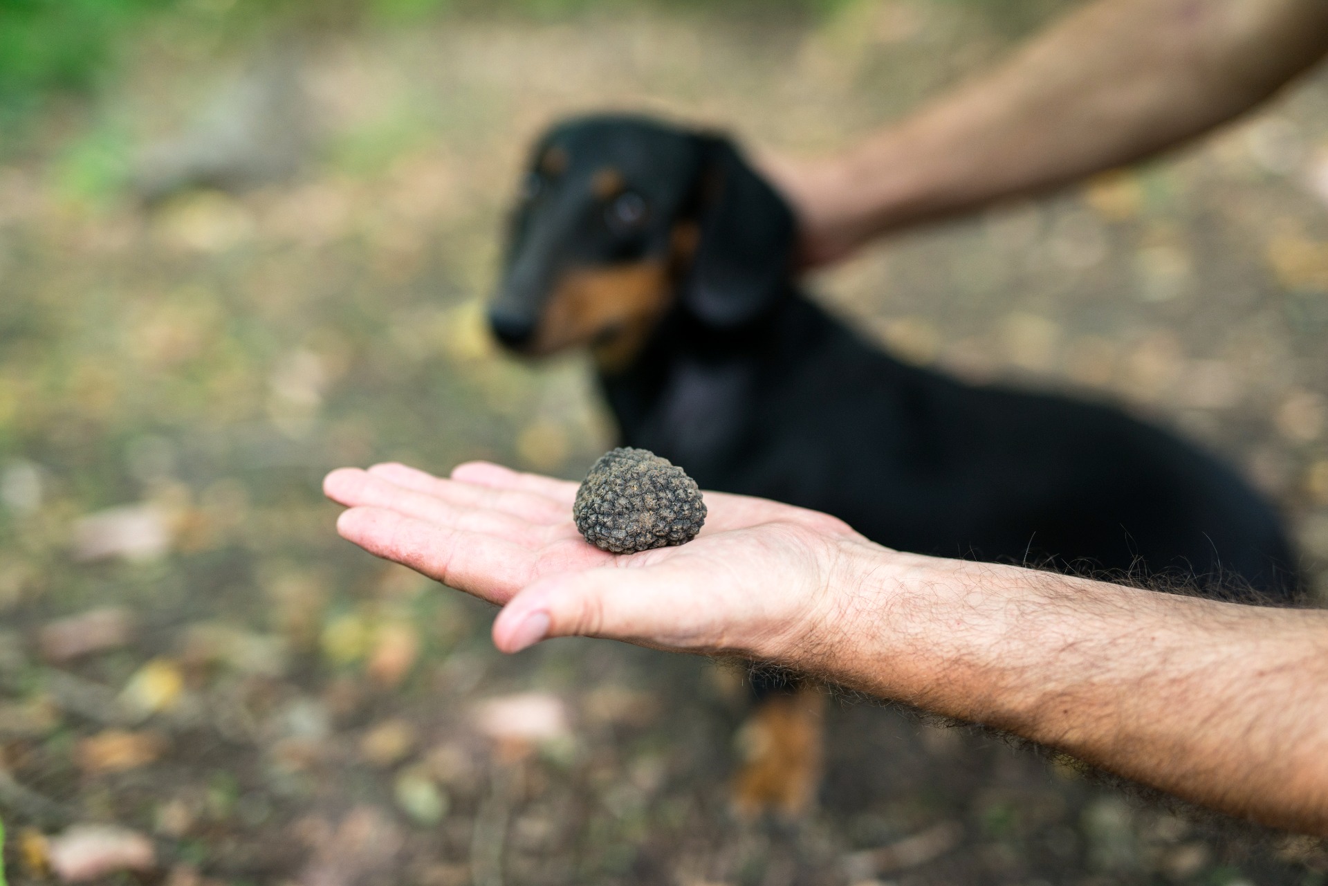TRUFFLE HUNTING EXPERIENCE – Bologna Hills