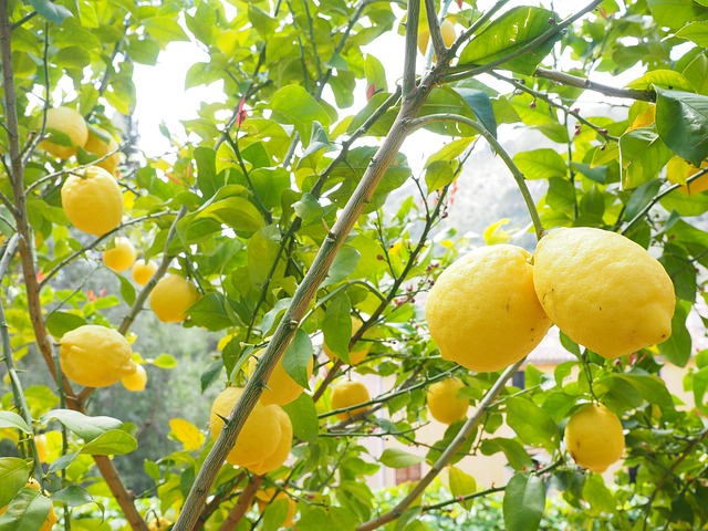 Sorrento Lemon Tour and Limoncello Tasting Experience